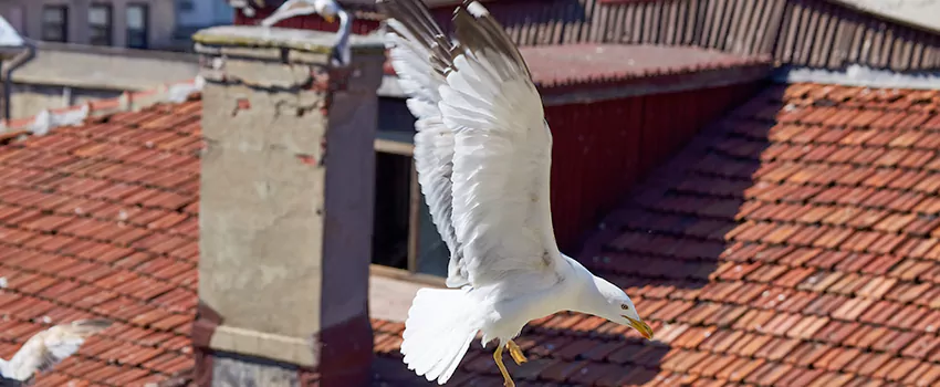 Residential Chimney Animal Removal Solution in Hinesville, GA